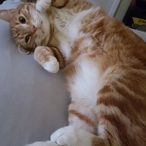 Meet your Posher, Monica